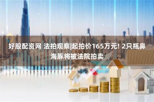 好股配资网 法拍观察|起拍价165万元! 2只瓶鼻海豚将被法院拍卖