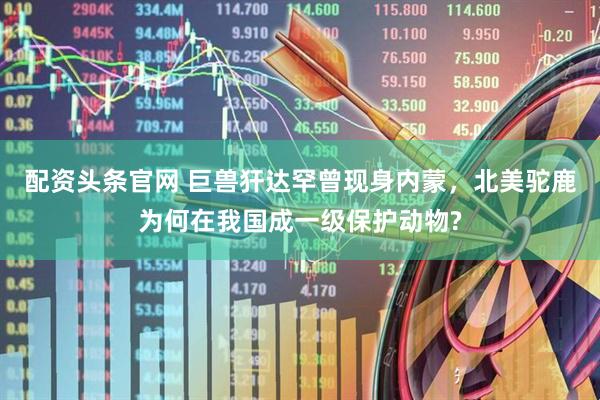 配资头条官网 巨兽犴达罕曾现身内蒙，北美驼鹿为何在我国成一级保护动物?